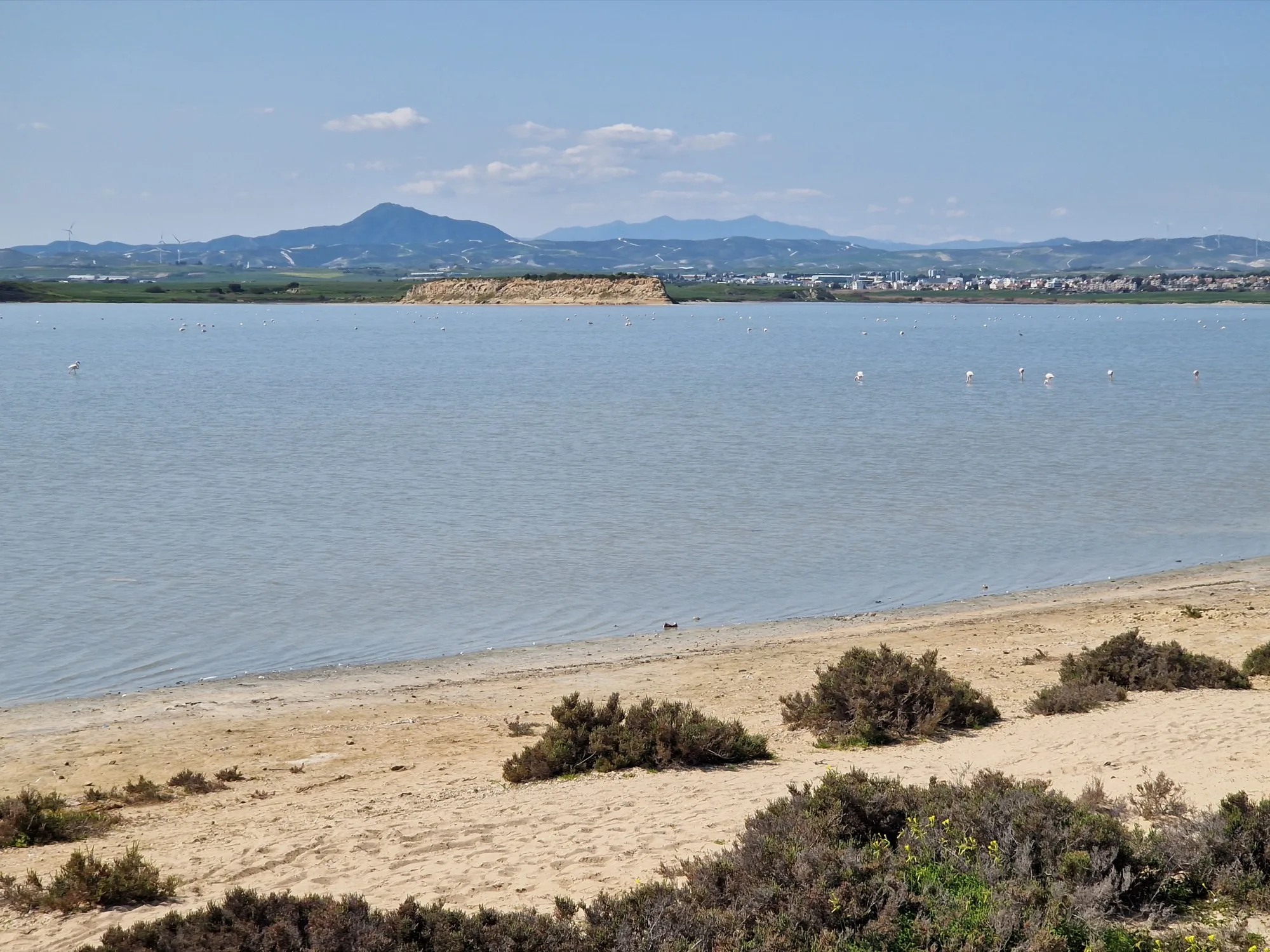 Greater flamingos standing in the shallow Larnaca Salt Lake, with low mountains in the distance