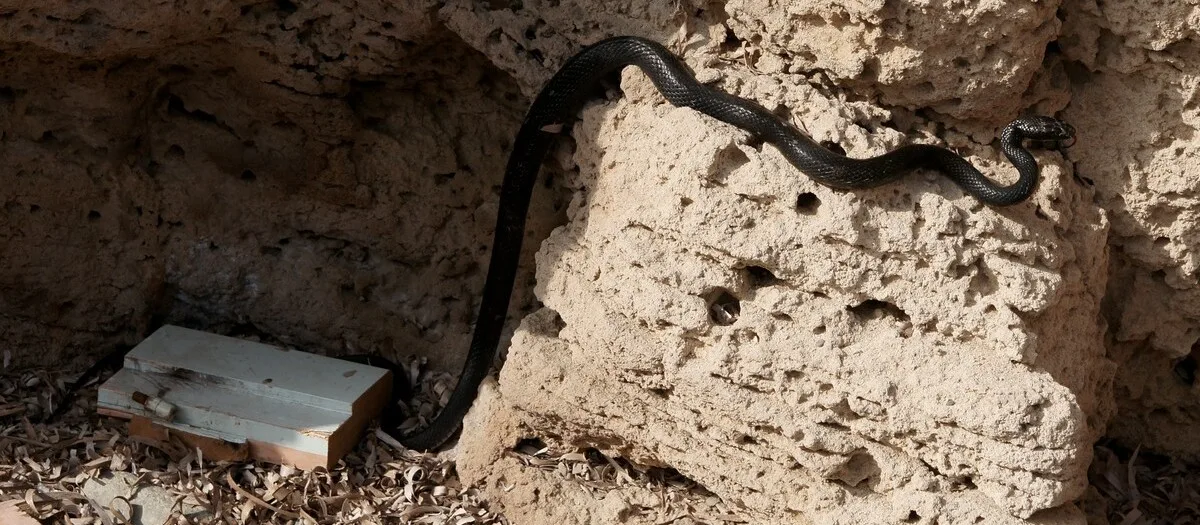A slender black whip snake stretched across a pale, pitted sandstone rock beside dry fallen leaves in Cyprus